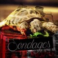 Sondage - Elementary